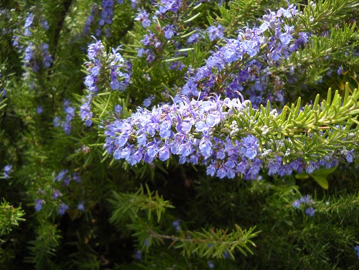 Rosemary: Why You Should Never Buy It