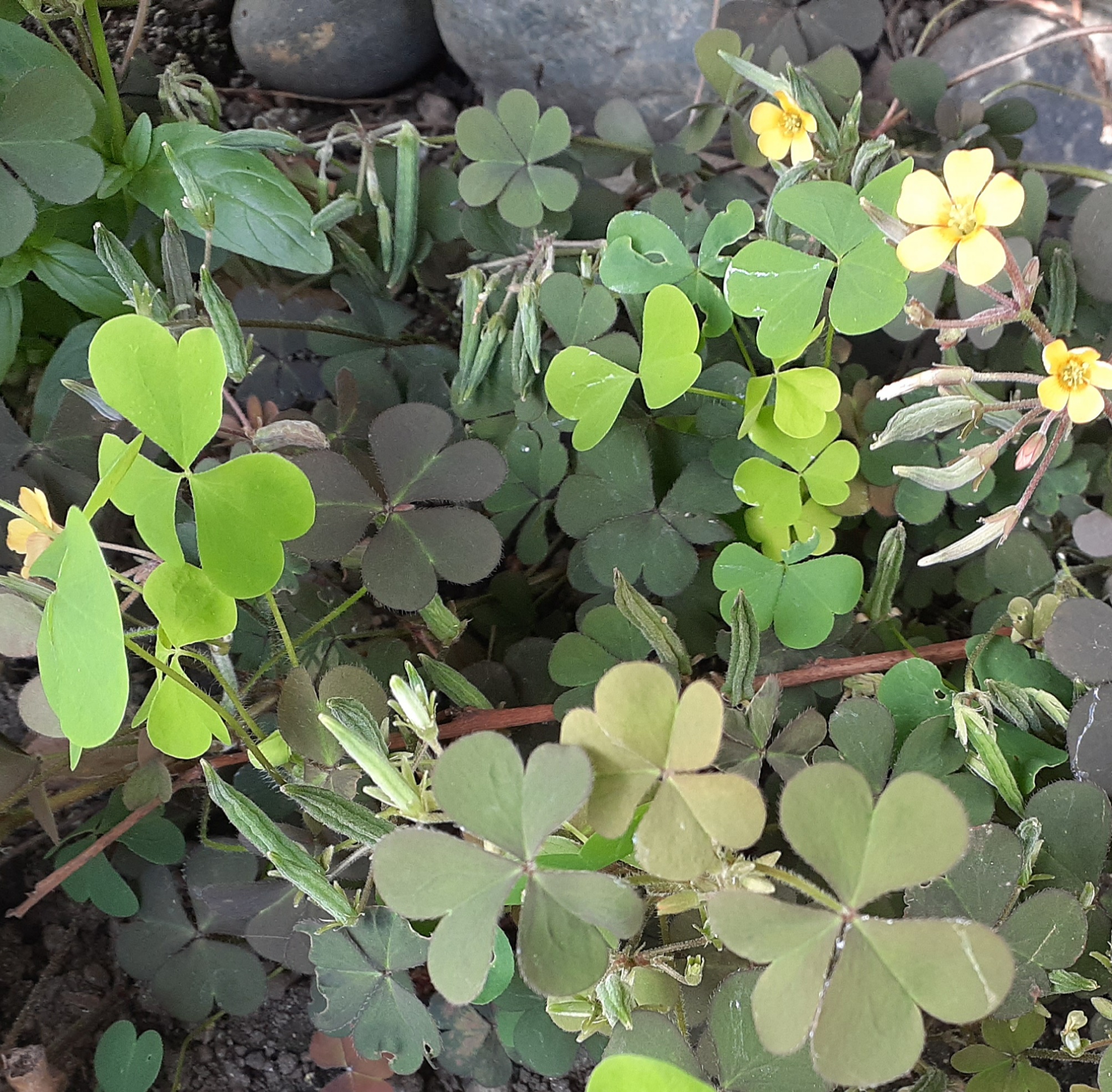 Creeping Yellow Wood Sorrel