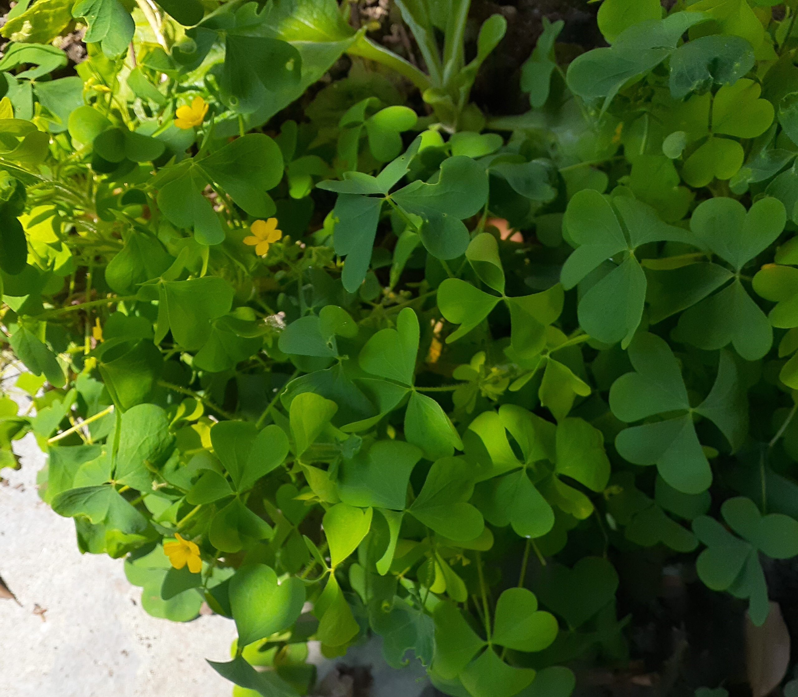 Common Yellow Wood Sorrel