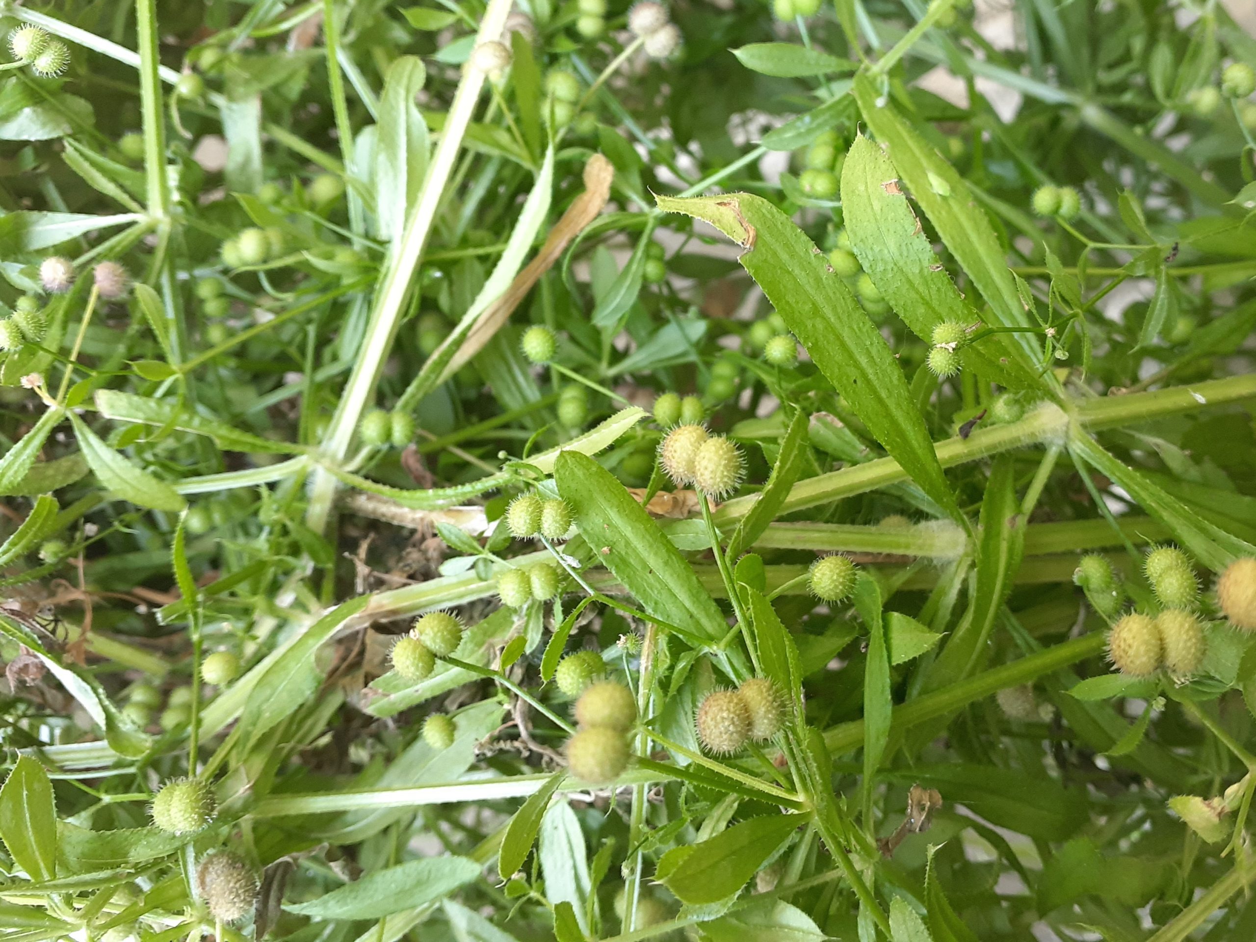 Cleavers, or Catchweed Bedstraw, and Making Coffee